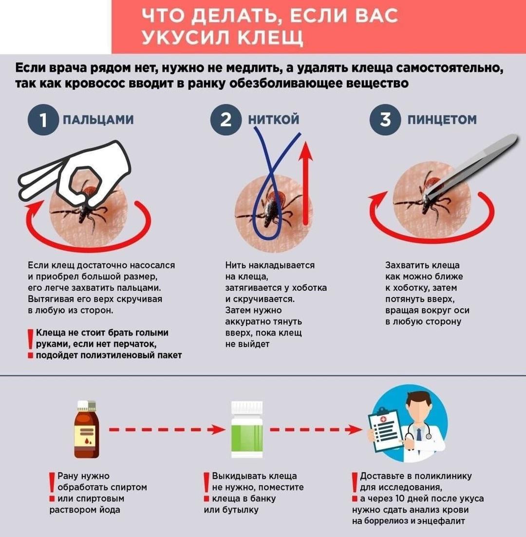 Администрация напоминает что делать если укусил клещ.